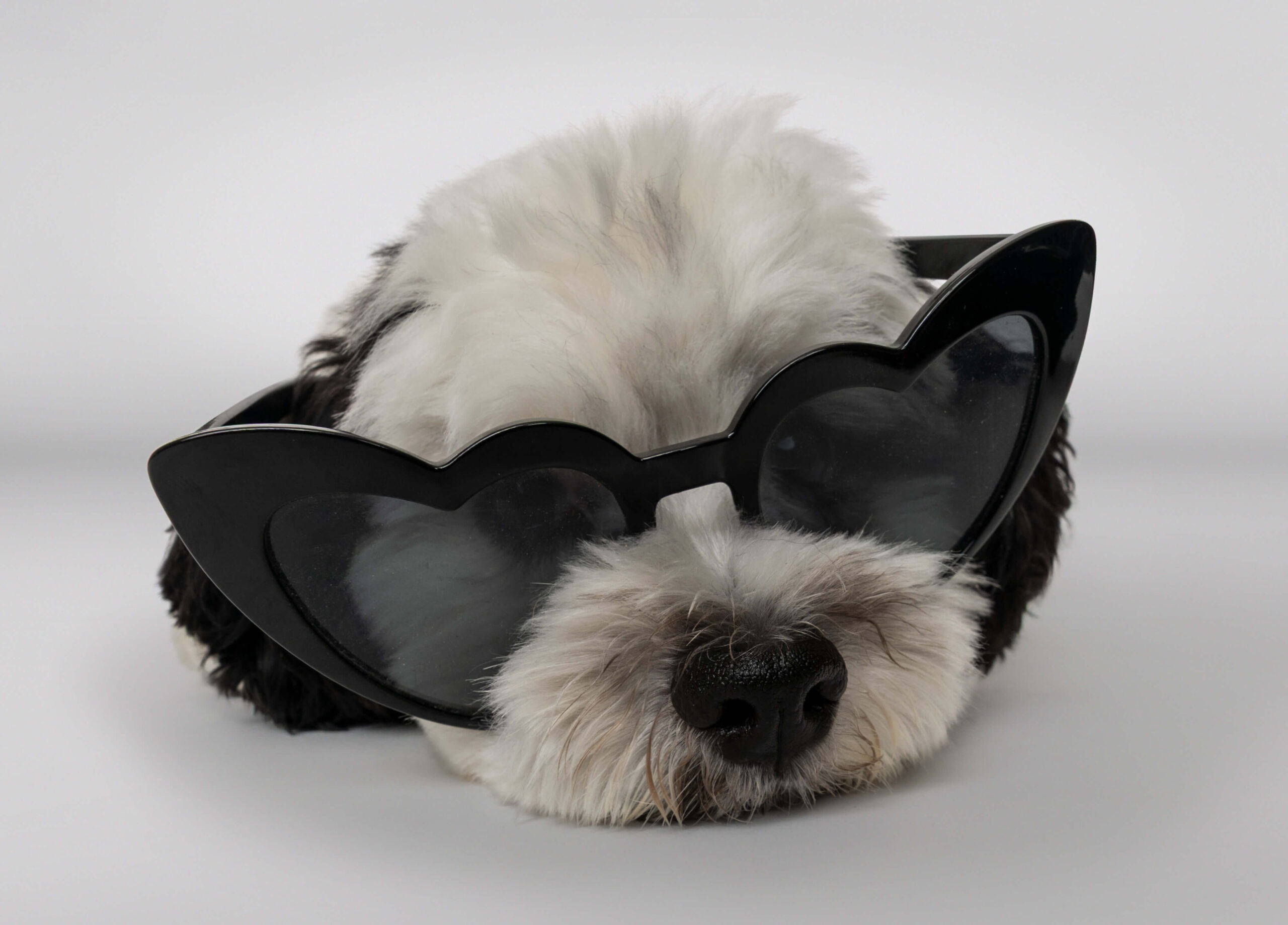 dog photography in Danville home studio